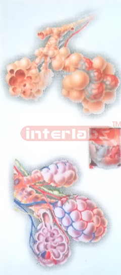 HANGING HUMAN ALVEOLUS, CROSS SECTION OF ALVEOLUS AND GAS EXCHANGE MODEL